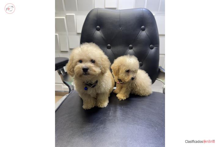Mini poodle hembra y macho Puerto Rico
