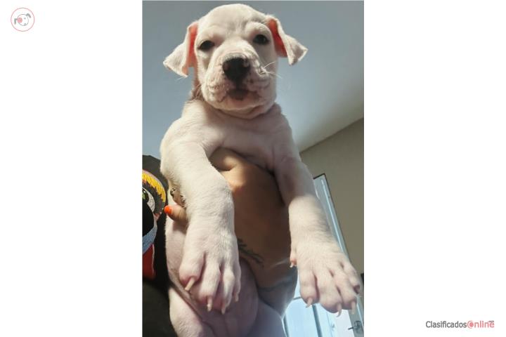 American pitbull Puerto Rico