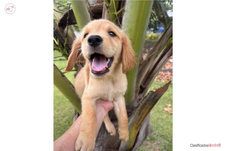 Golden Retriever 2 Hembras Puerto Rico