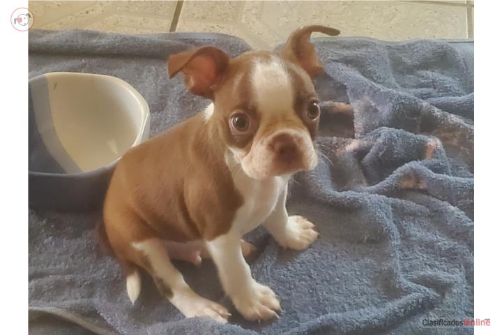 Boston terrier Puerto Rico