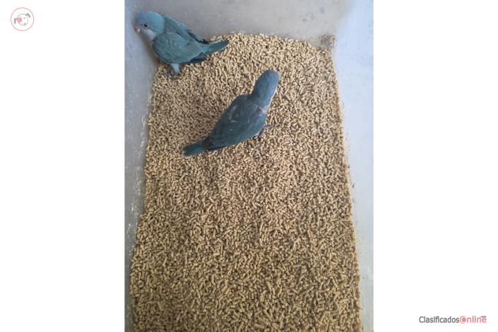 Quaker azules de 5 semanas hembras Puerto Rico