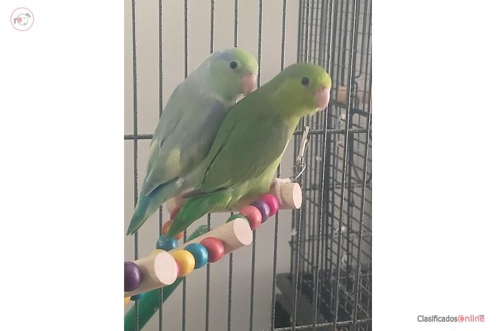 Parrotlets Puerto Rico