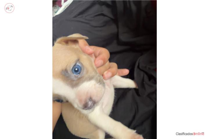 Pitbull  Puerto Rico