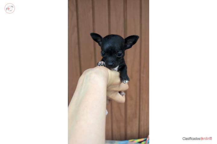 Chihuahua negro macho  Puerto Rico