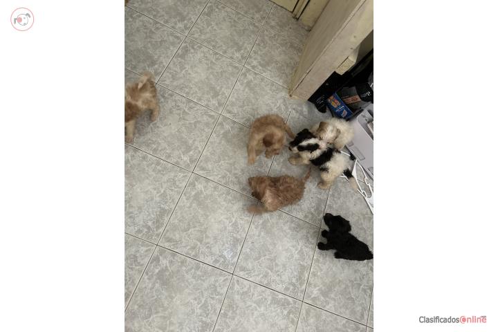 Se vende golden doodle standard Puerto Rico