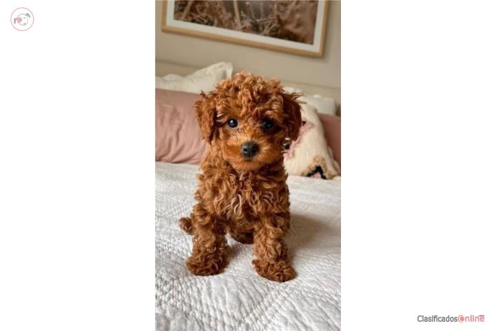 Standard poodle Nena Puerto Rico