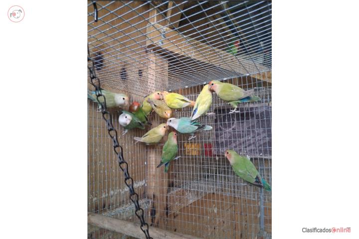 Lovebird empareja o individual Puerto Rico