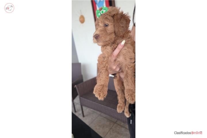 Poodles Nena Puerto Rico