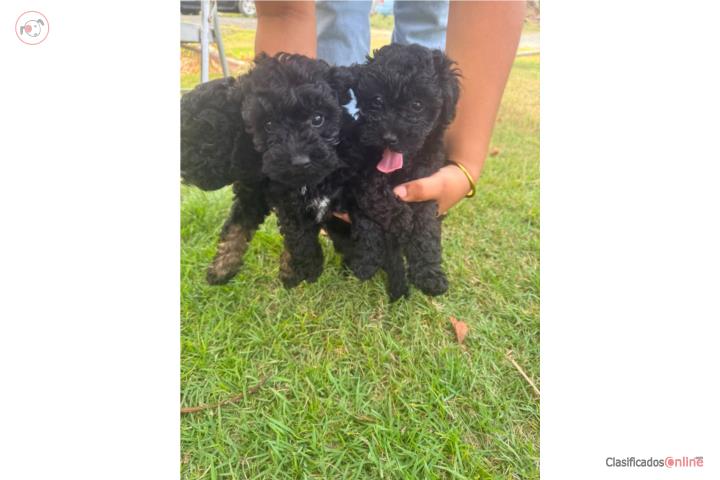 Poodles Mini Puerto Rico