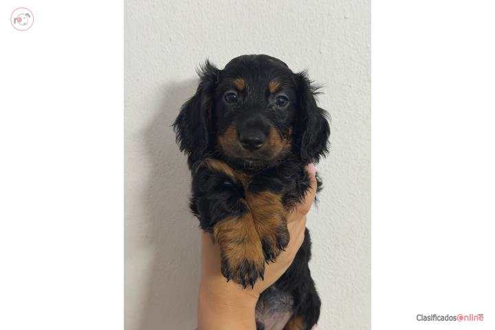 Dachshund Pelo Largo Black Tan Puerto Rico