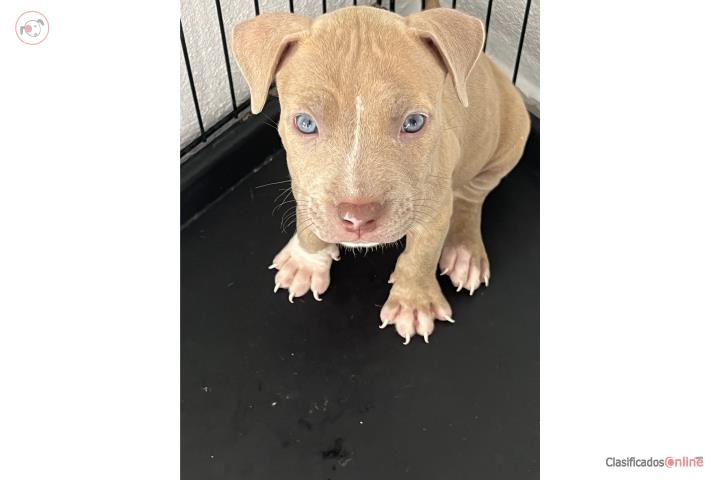 Pitbull  Puerto Rico