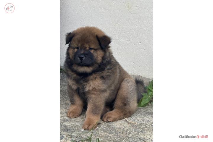 CHOW CHOW   Puerto Rico