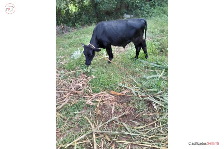 Toro pelón de 1 año Puerto Rico