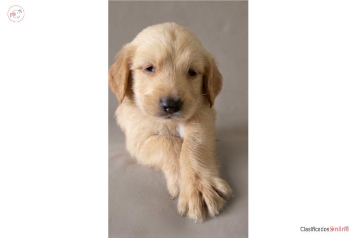 Golden  retriver Puerto Rico