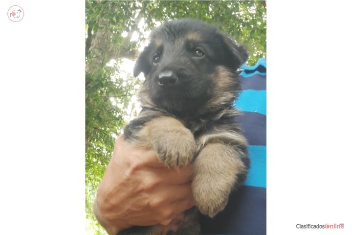 Hermosos German Sheperds Puerto Rico