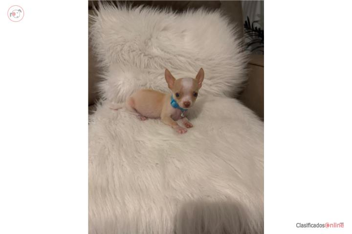 Chihuahua 2 m con sus primeras vac 450 Puerto Rico