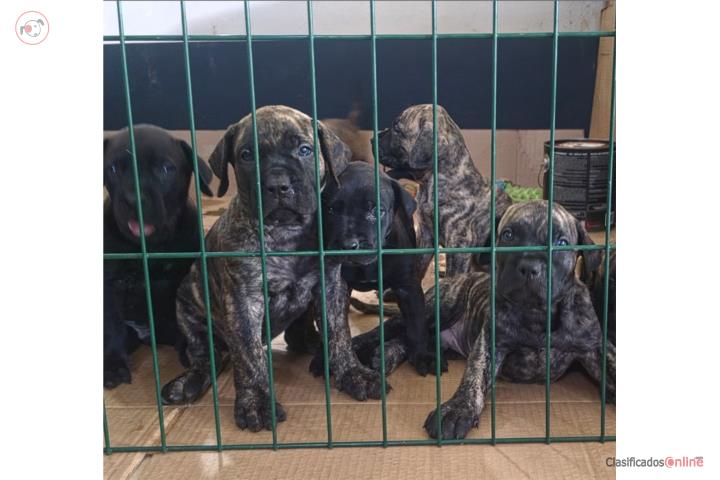 Presa Canarios puppys Puerto Rico