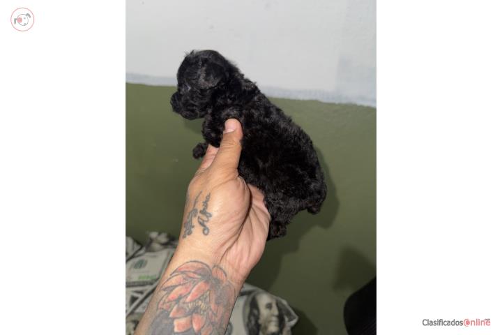 Toy Goldendoodle  Puerto Rico