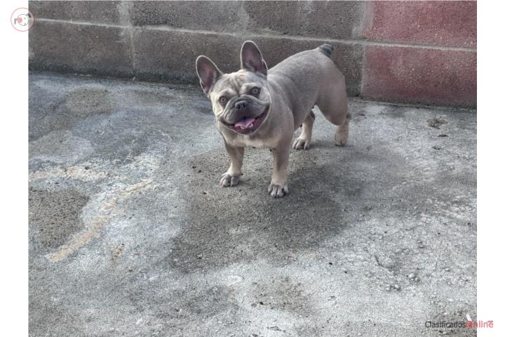 French Bulldog hembra en venta Hermosa  Puerto Rico