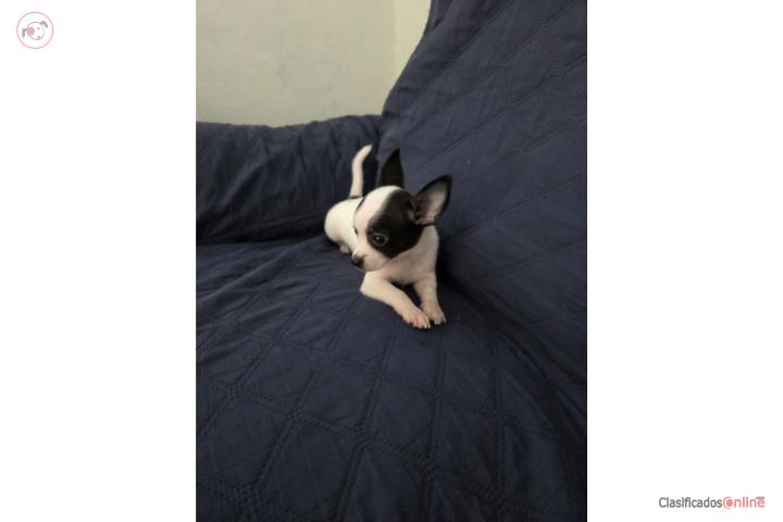 CHIHUAHUA NENE APPLE HEAD PAPA MEXICANO  Puerto Rico