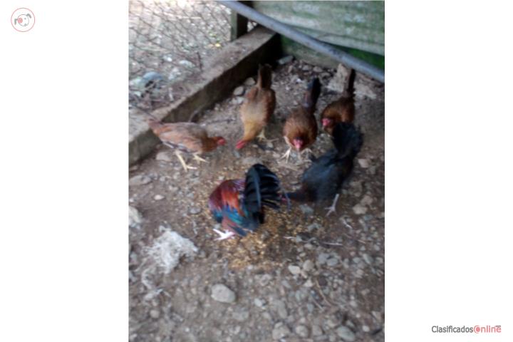 5 Gallinas y 1 Gallo Puerto Rico