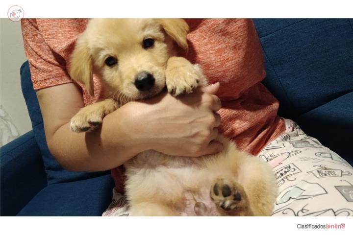 Golden retriever macho  Puerto Rico