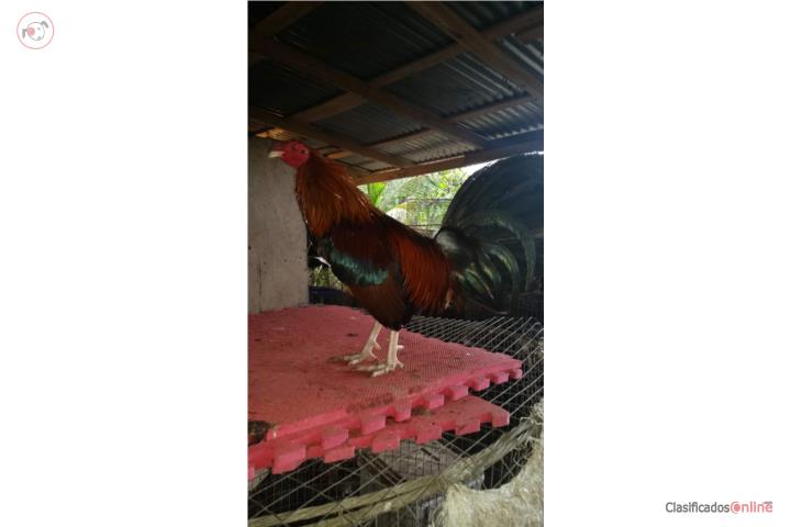 Dos padrotes probados y cuatro gallinas finas Puerto Rico