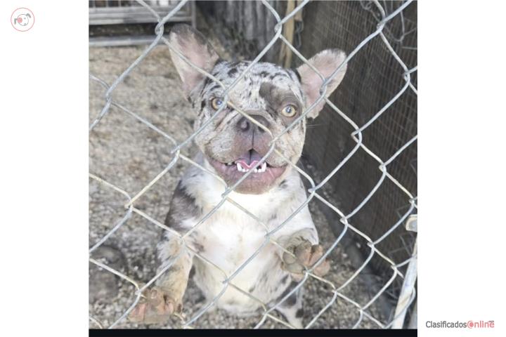 Frenchie Perra Puerto Rico