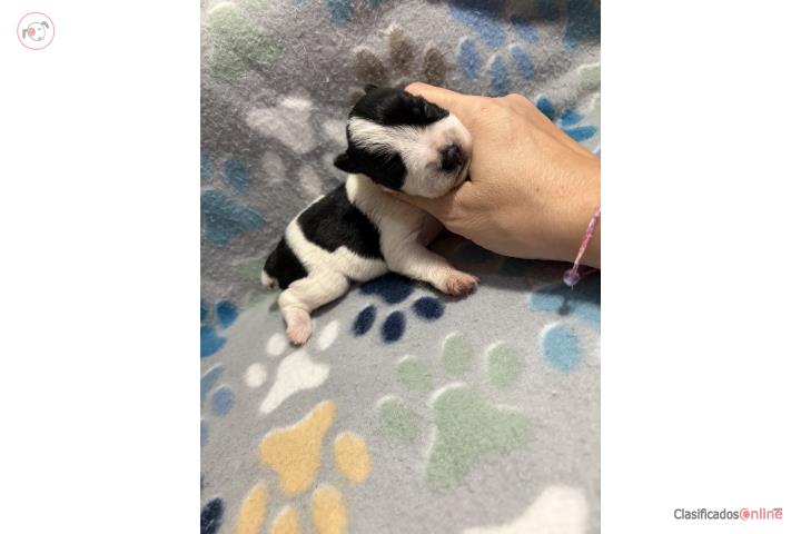 Schnauzer miniature  Puerto Rico
