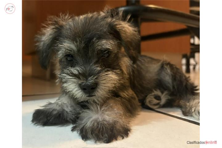 Schnauzars Miniatura Puerto Rico