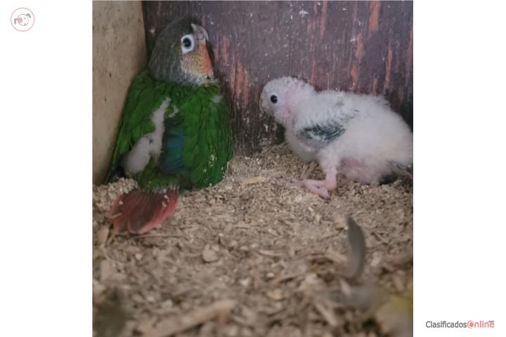 GREENCHECK COTORRA BEBES HAND FEED  Puerto Rico