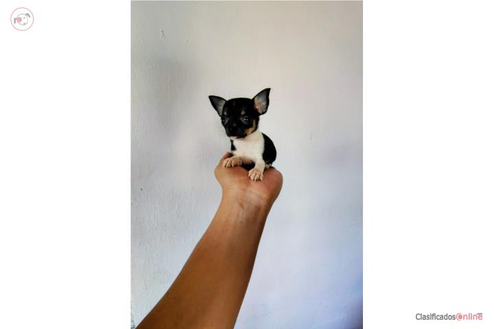Chihuahua toy hembra  Puerto Rico