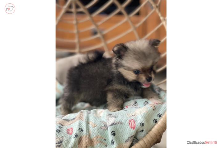 Pomeranian excelente raza  Puerto Rico