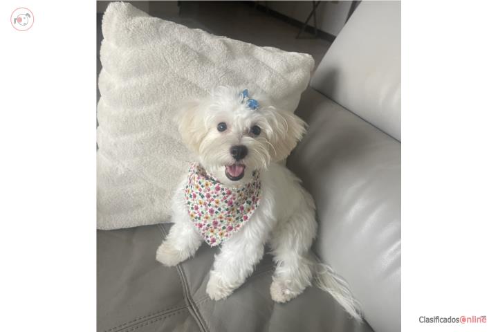 Maltipoo Nena Puerto Rico