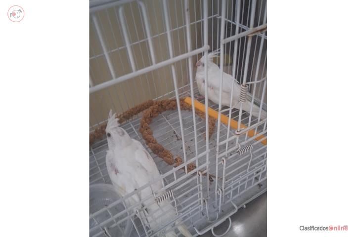 Hermosos cockatieles a la venta Puerto Rico