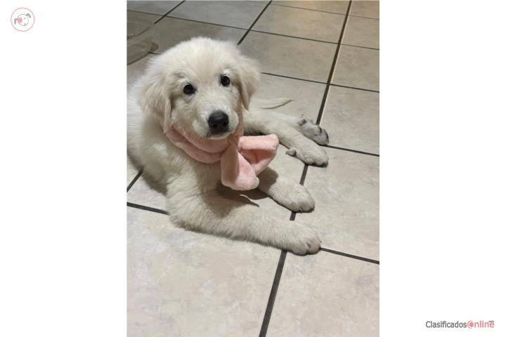 Preciosa perrita Pastor de maremma blanca  Puerto Rico