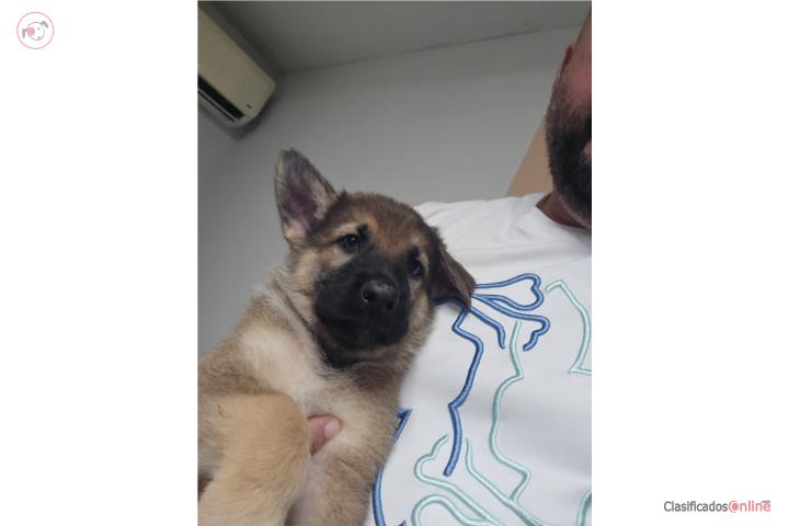 German shepherd  Puerto Rico