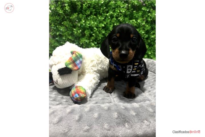 Salchicha Dachshund  Puerto Rico