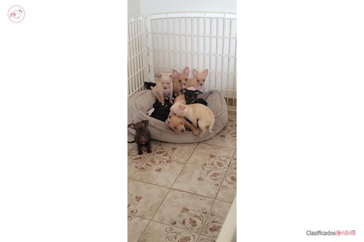 Chihuahuas puros  Puerto Rico