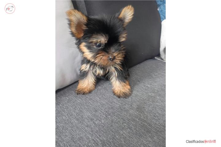 YORKIES MACHO $550 OMO Puerto Rico