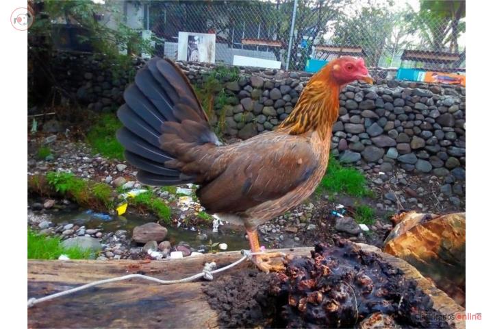 Gallinas finas para cantar escogidas Puerto Rico