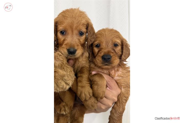 Golden retriever nenes AKC Puerto Rico