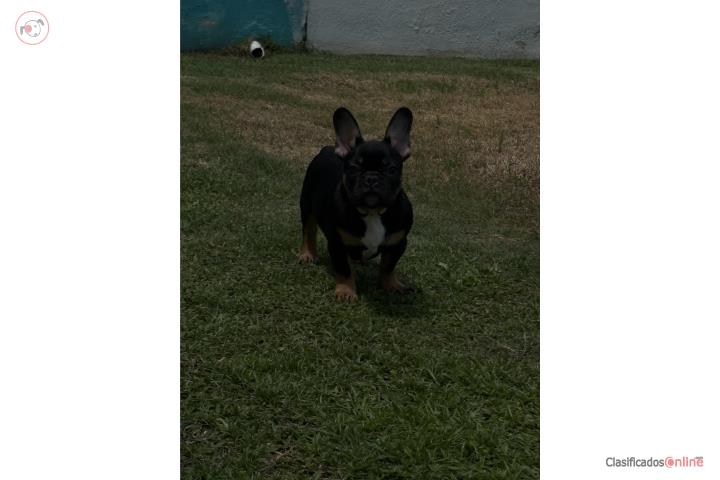 French Bulldog  Puerto Rico