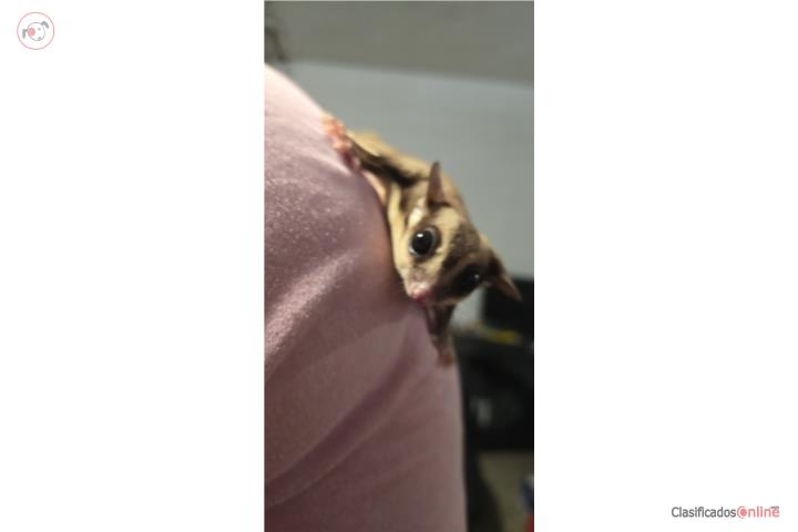 Sugar Gliders (petauros de azúcar) Puerto Rico