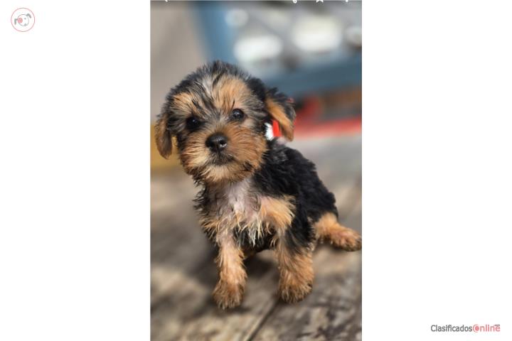 Yorkie  Puerto Rico