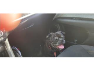 Kia Puerto Rico Kia Sport 2015