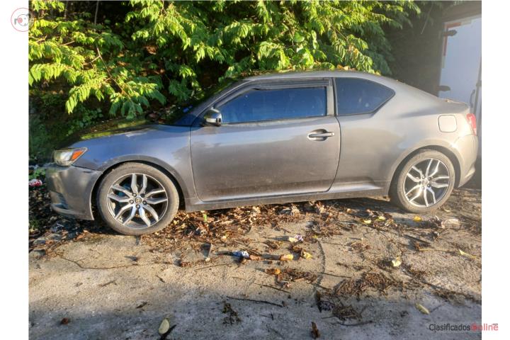 Scion gris