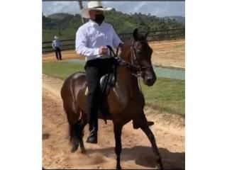 Potranca de Paso Fino Puerto Rico