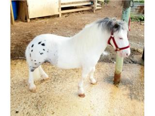 Pony Miniatura Puerto Rico