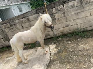 Hermoso Pony Puerto Rico